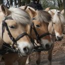 Afbeelding invoegen